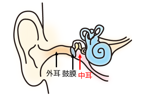 中耳の部分