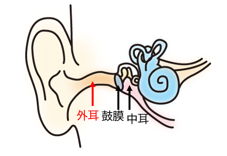 外耳の部分